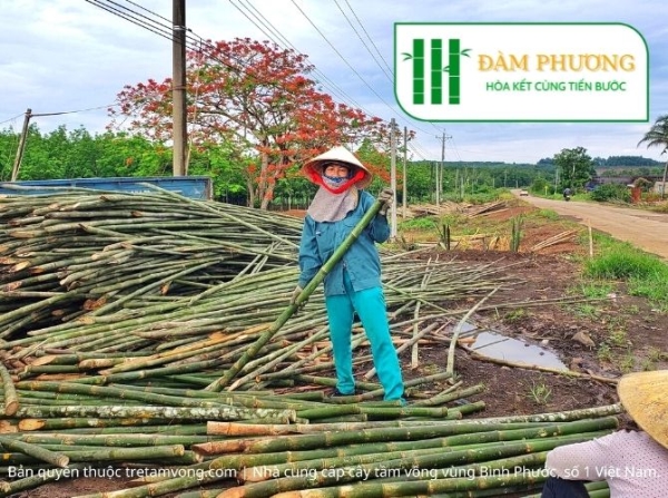 Cắt cây tầm vông - Nhà Cung Cấp Tre Tầm Vông Đàm Phương